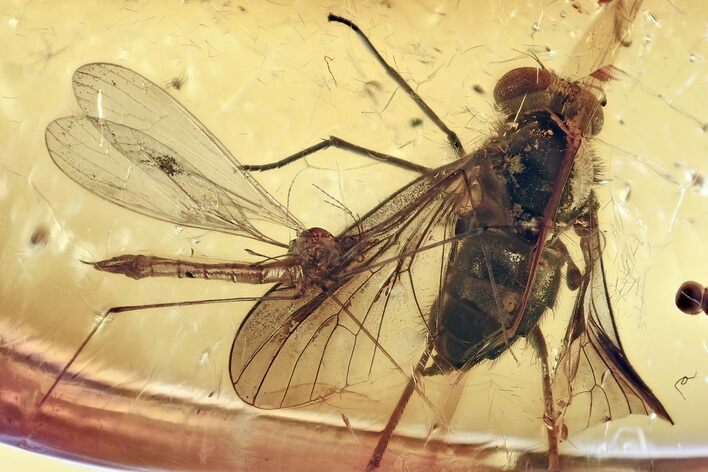 Detailed Fossil Predatory Snipe Fly and Crane Fly In Baltic Amber #307423